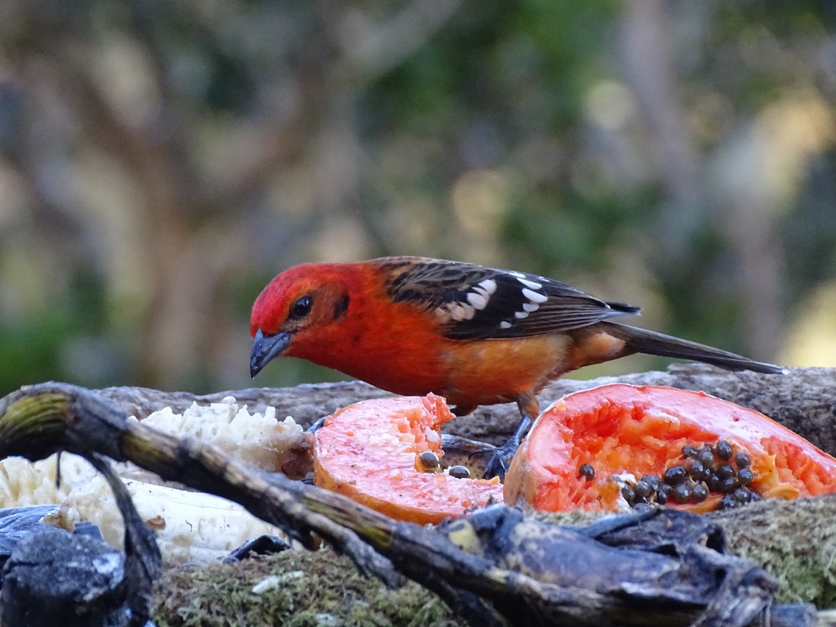 Flame-colored Tanager - ML614968807