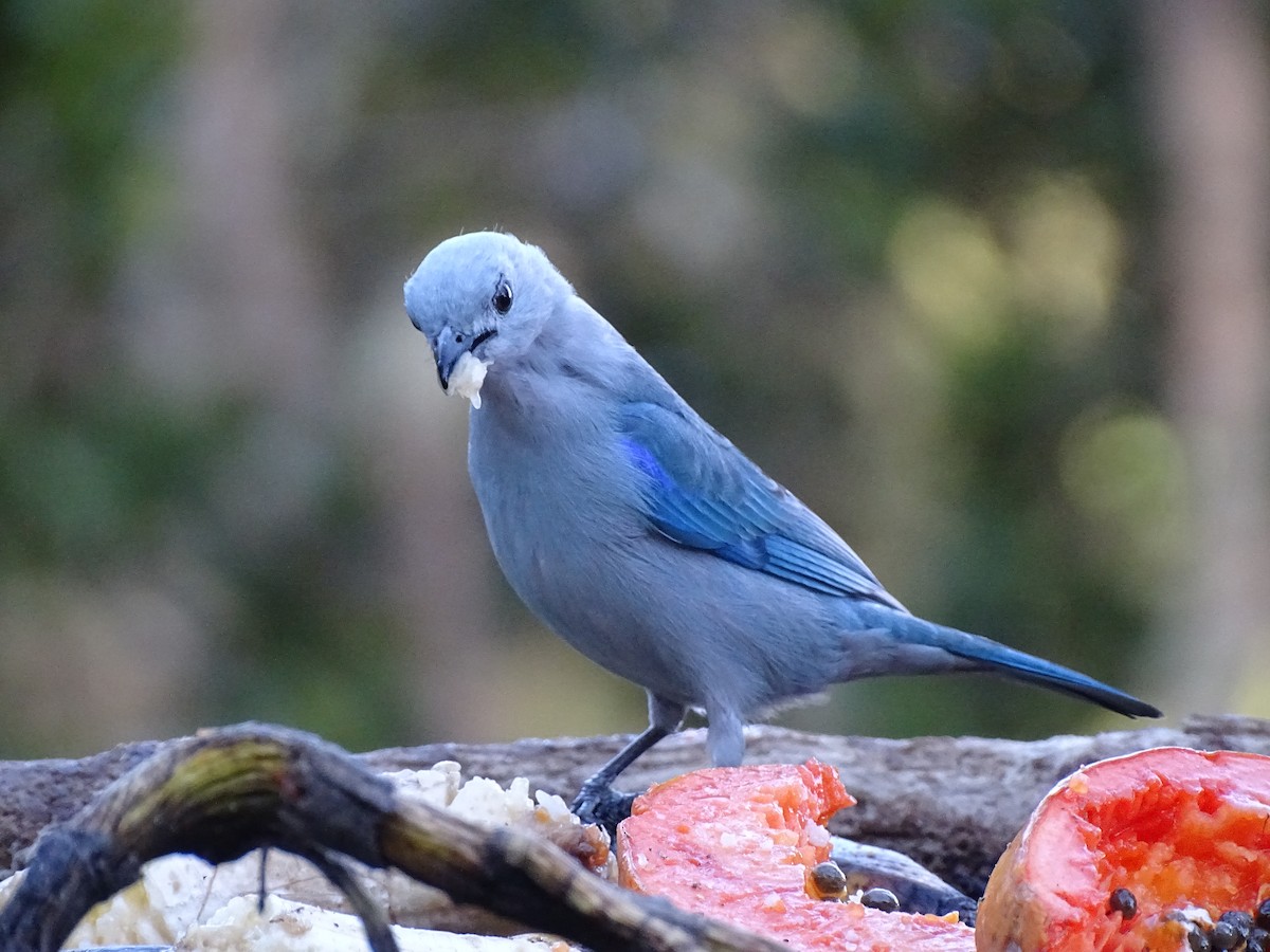 Blue-gray Tanager - ML614968813