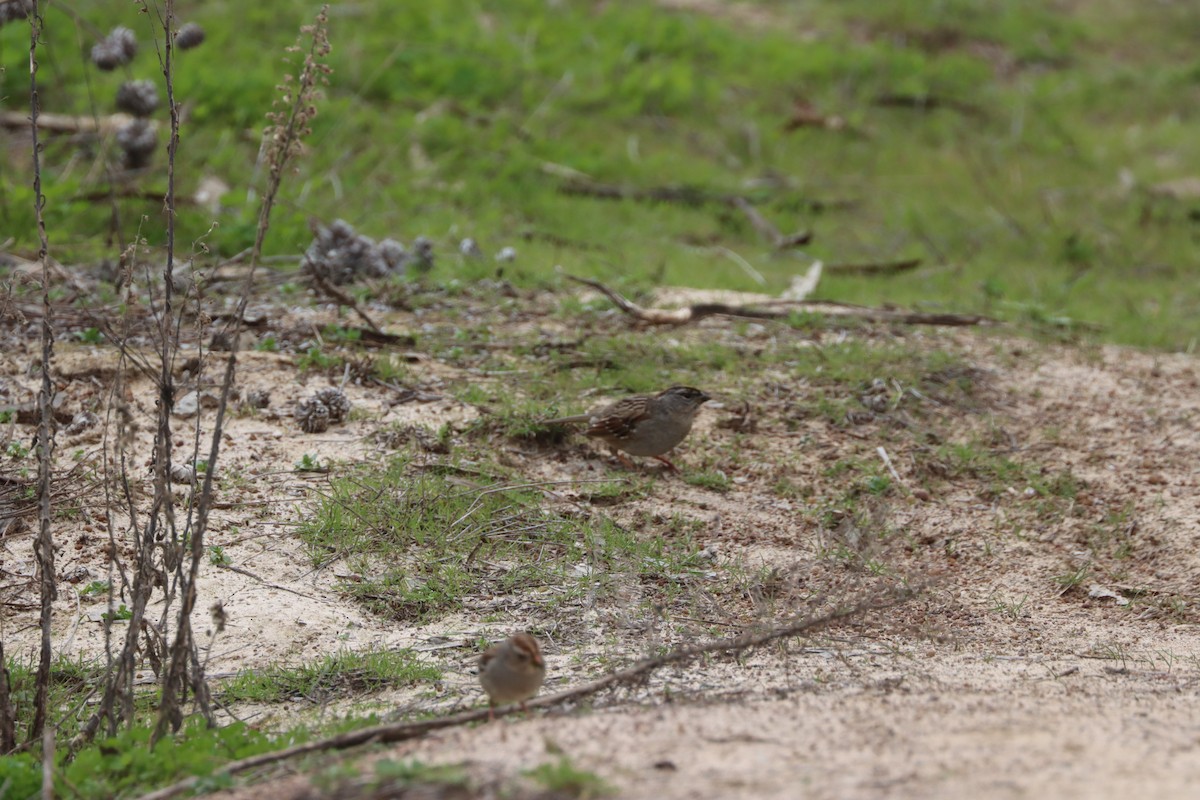 Golden-crowned Sparrow - ML614968888