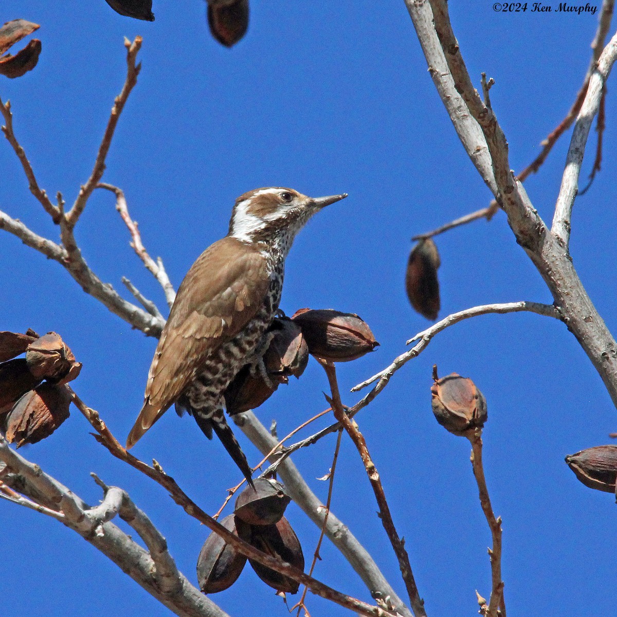 Arizona Woodpecker - ML614968896