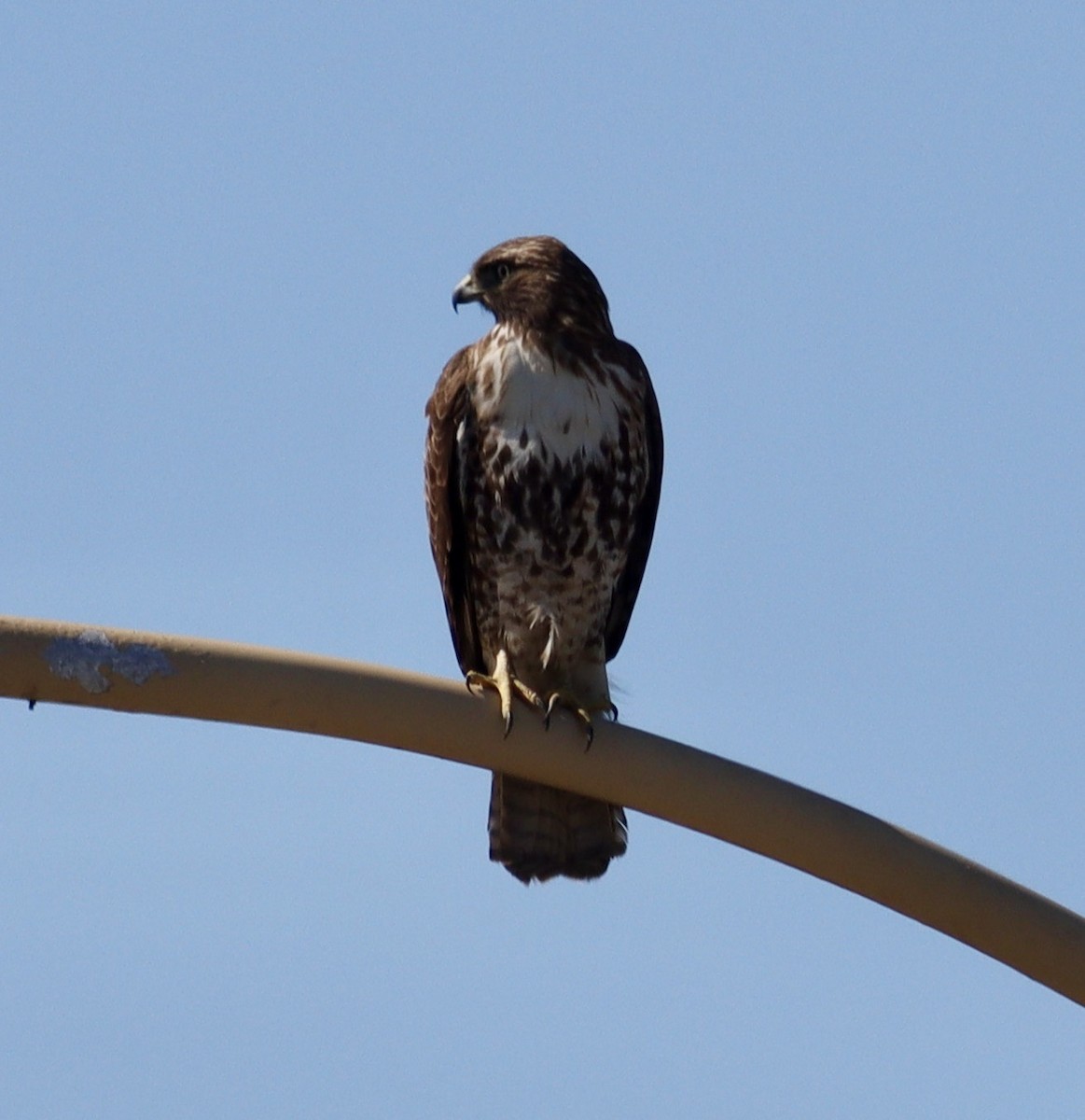 Red-tailed Hawk - ML614969141