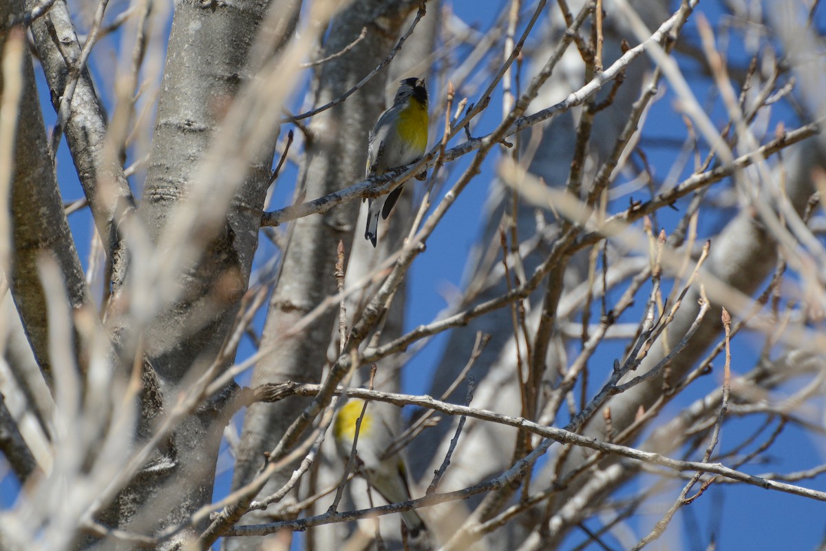 Lawrence's Goldfinch - ML614969168