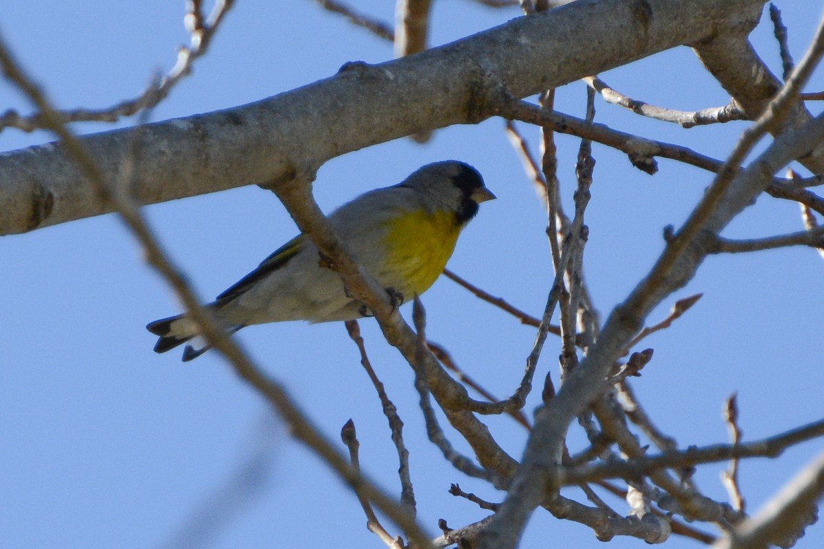 Lawrence's Goldfinch - ML614969169