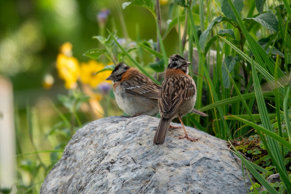 Rufous-collared Sparrow - ML614969449