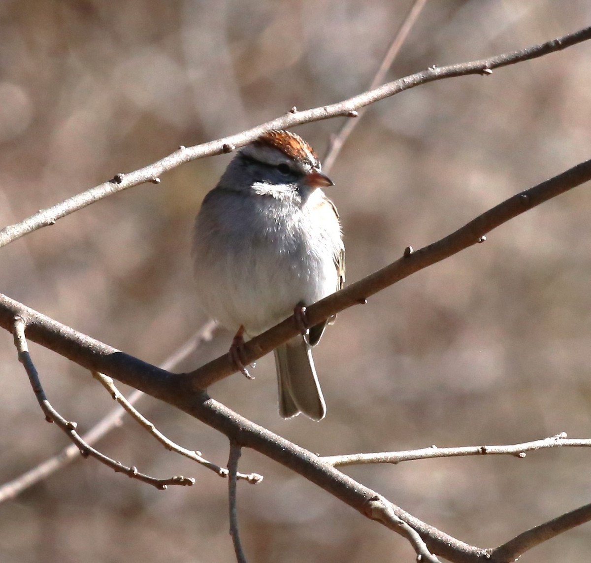 Chipping Sparrow - ML614969504
