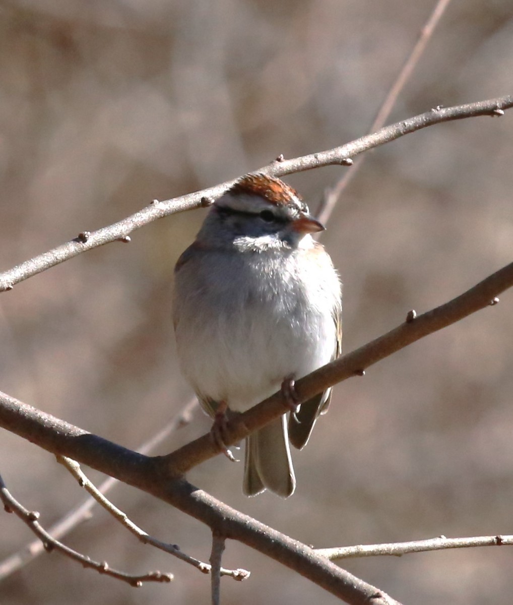 Chipping Sparrow - ML614969507