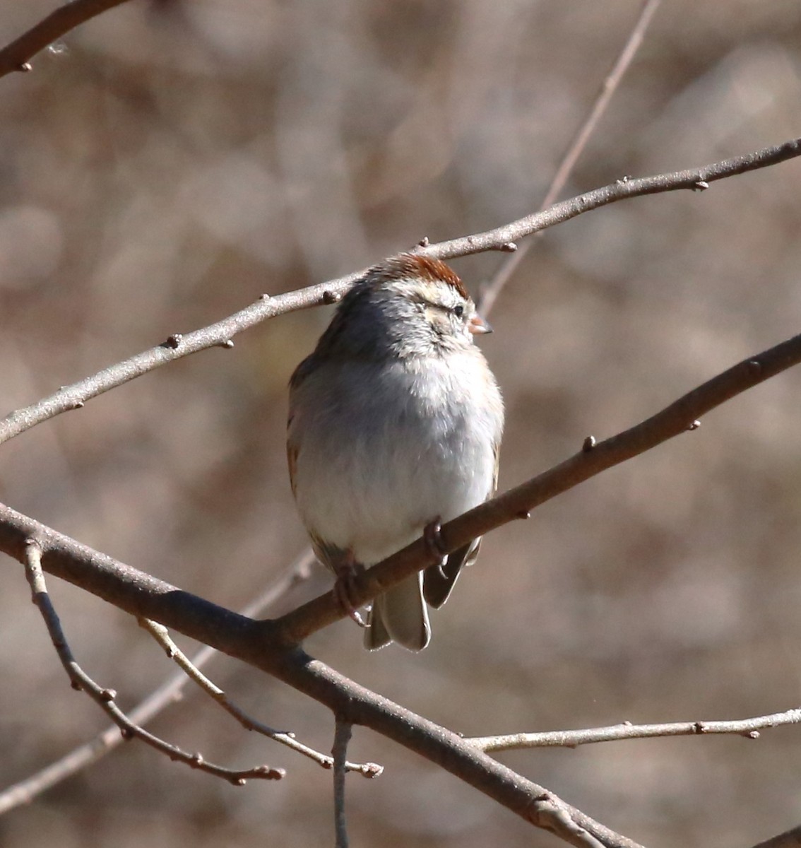 Chipping Sparrow - ML614969509