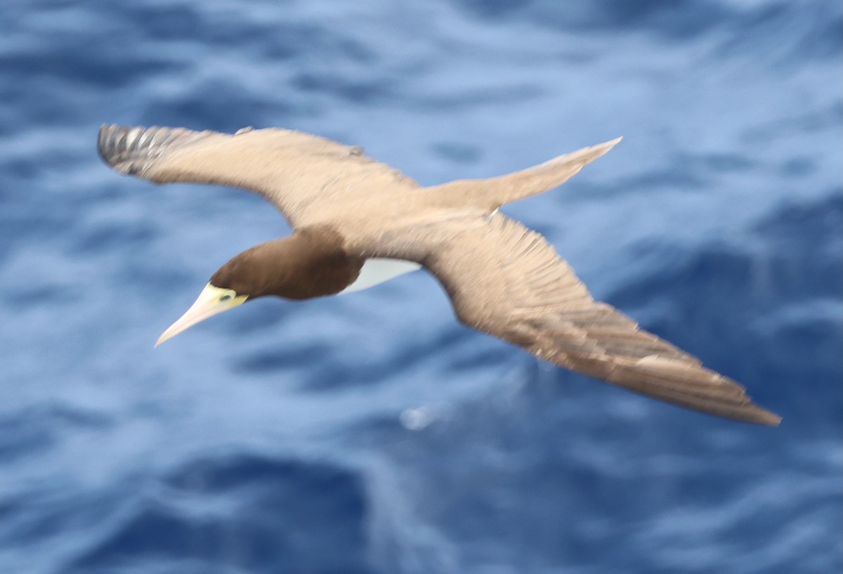 Brown Booby - ML614969605