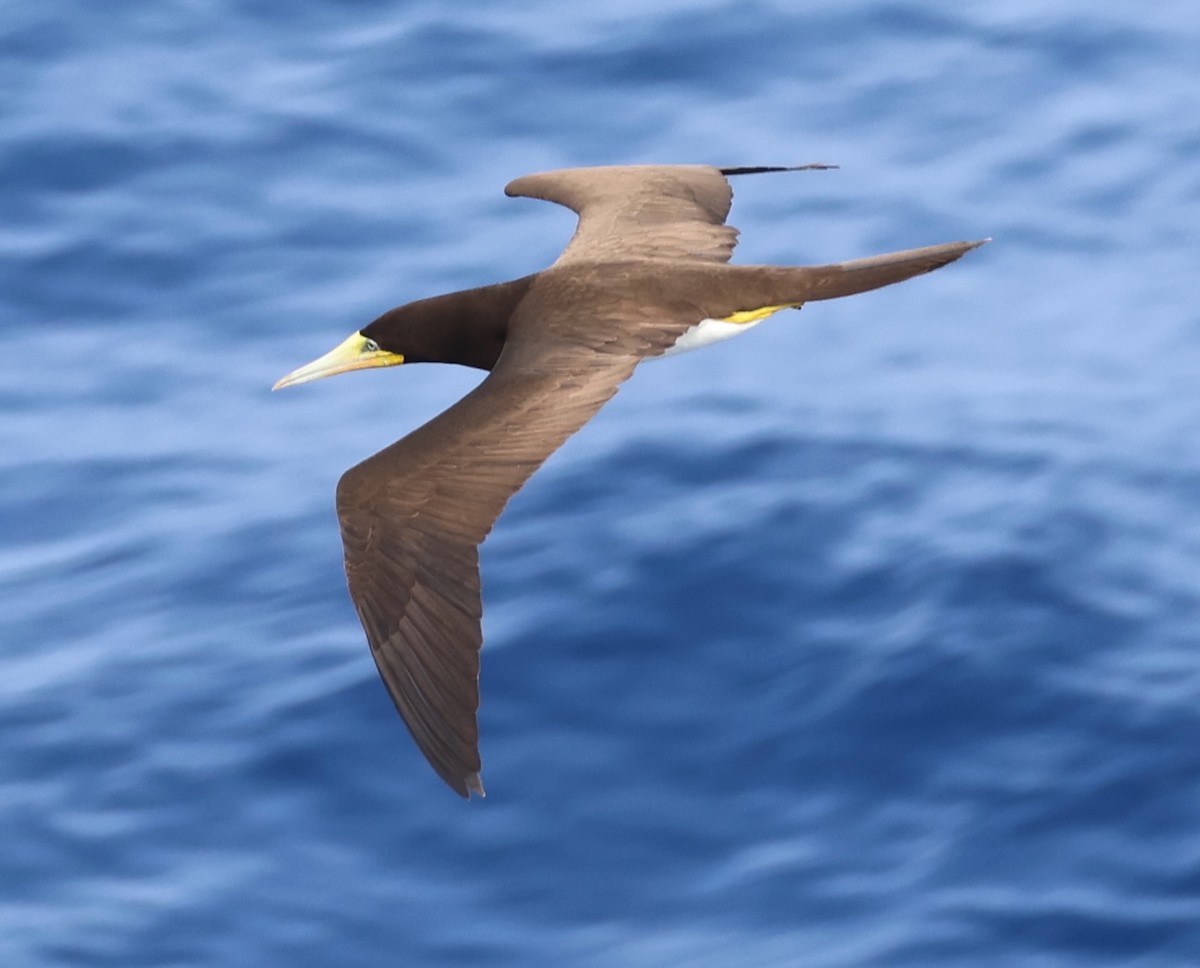 Brown Booby - ML614969606