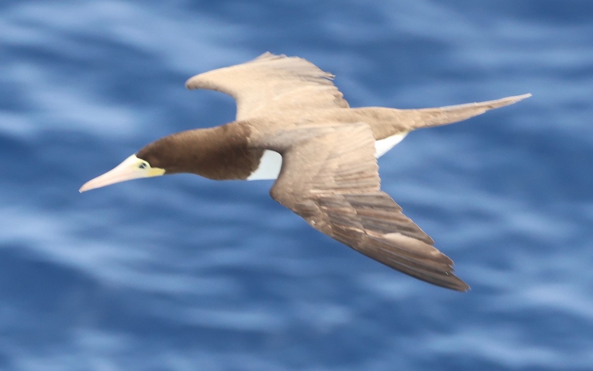 Brown Booby - ML614969607