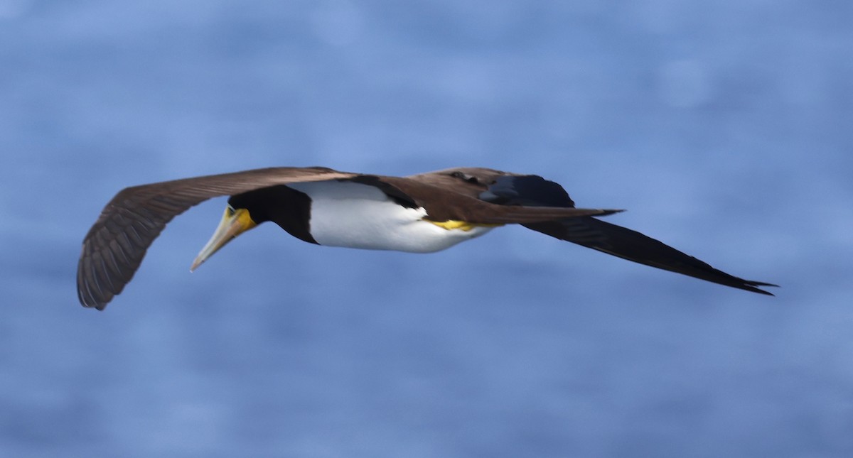 Brown Booby - ML614969608