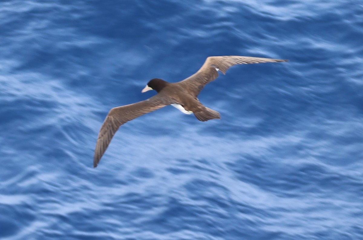 Brown Booby - ML614969610