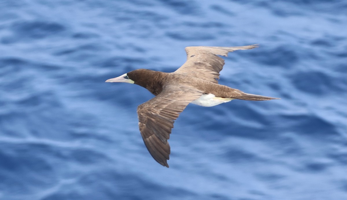 Brown Booby - ML614969612