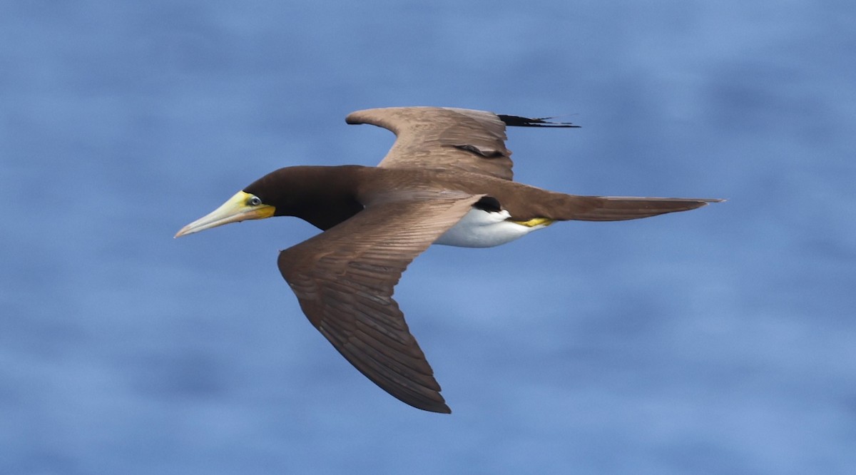 Brown Booby - ML614969613