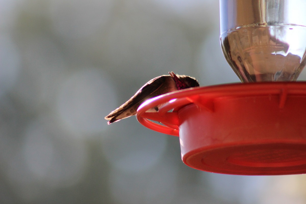 Costa's Hummingbird - ML614969751