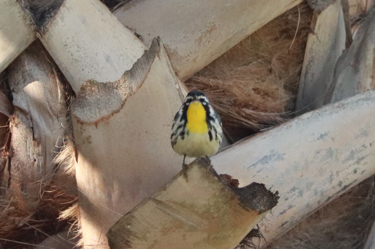 Yellow-throated Warbler - ML614969760