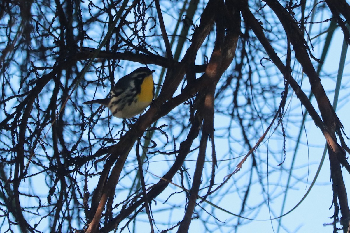 Yellow-throated Warbler - Andrew Core