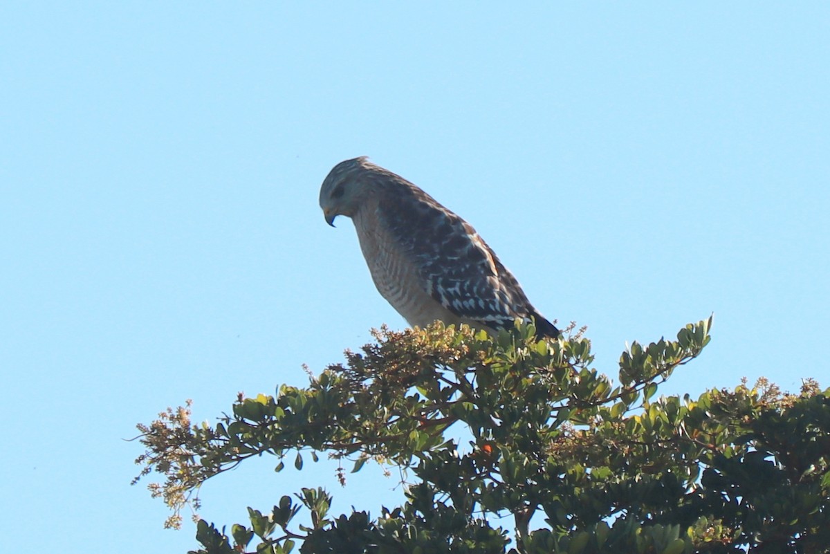 Red-shouldered Hawk - Andrew Core