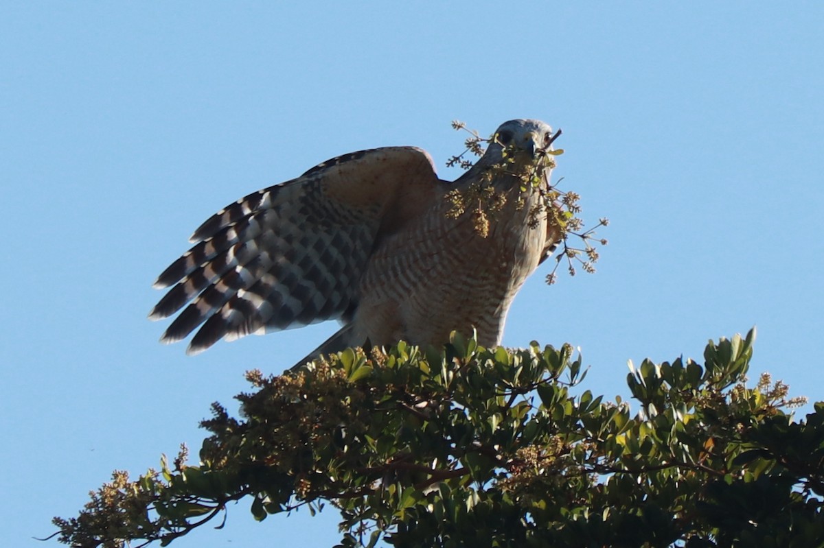 Red-shouldered Hawk - Andrew Core