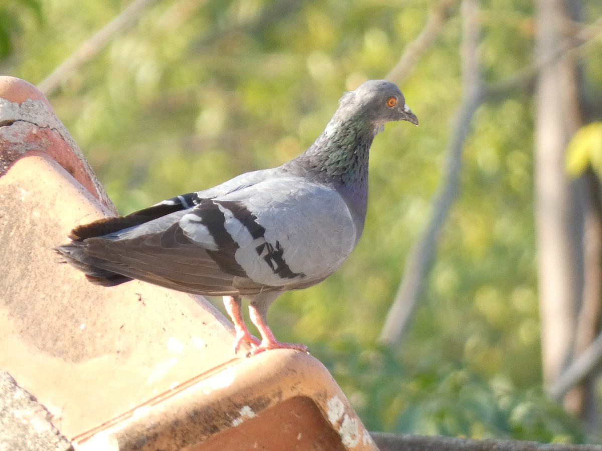 Rock Pigeon (Feral Pigeon) - ML614970051