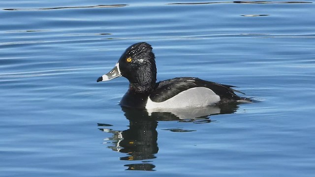 Ring-necked Duck - ML614970174