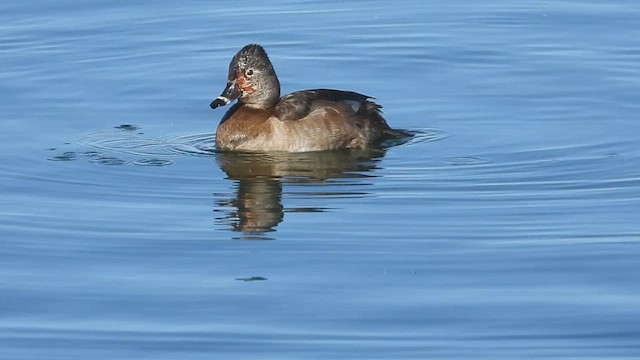 Ring-necked Duck - ML614970179