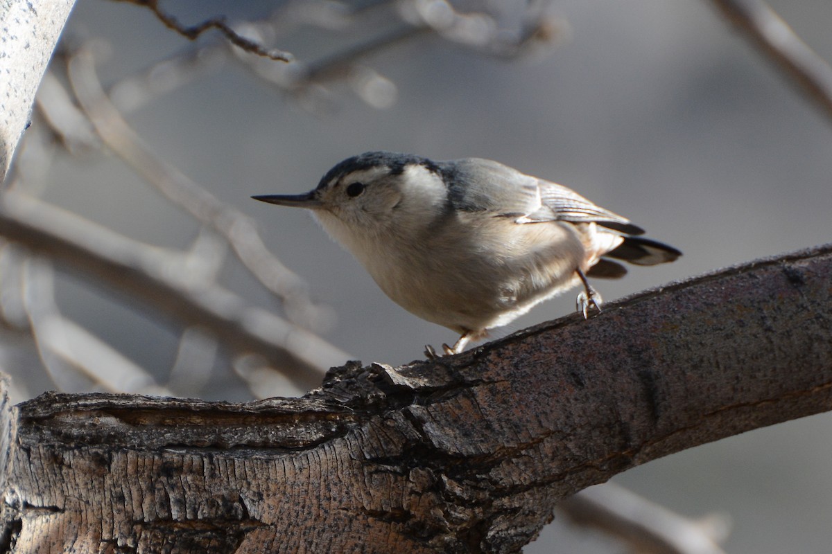 White-breasted Nuthatch - David Jeffrey Ringer