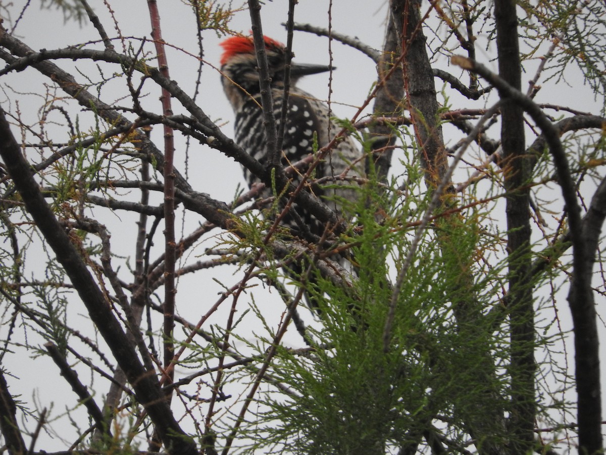 Ladder-backed Woodpecker - ML614970244