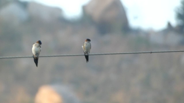 Red-rumped Swallow - ML614970297