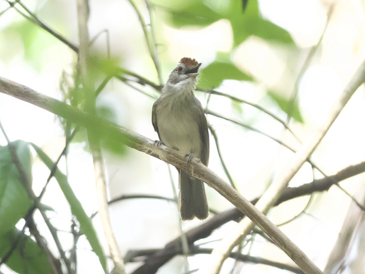Rufous-crowned Babbler - Yingyod  Lapwong