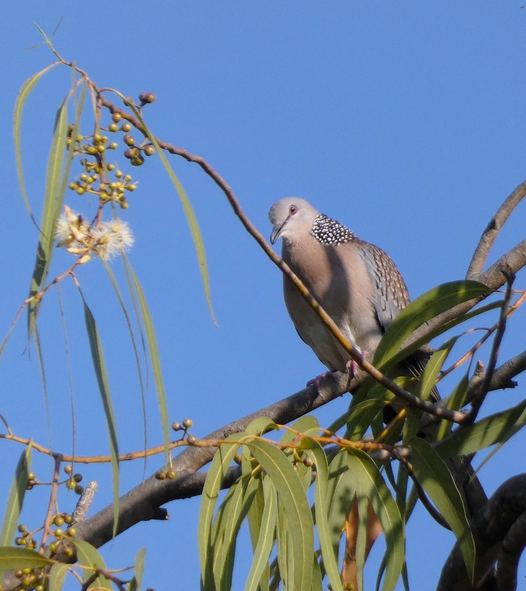 Spotted Dove - ML614970380