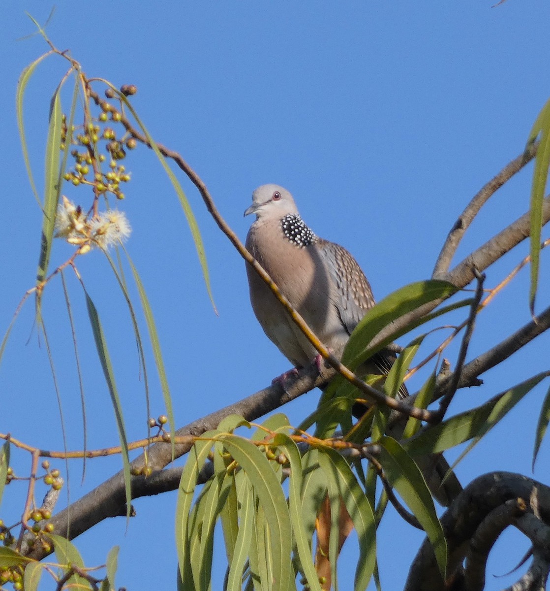Spotted Dove - ML614970381