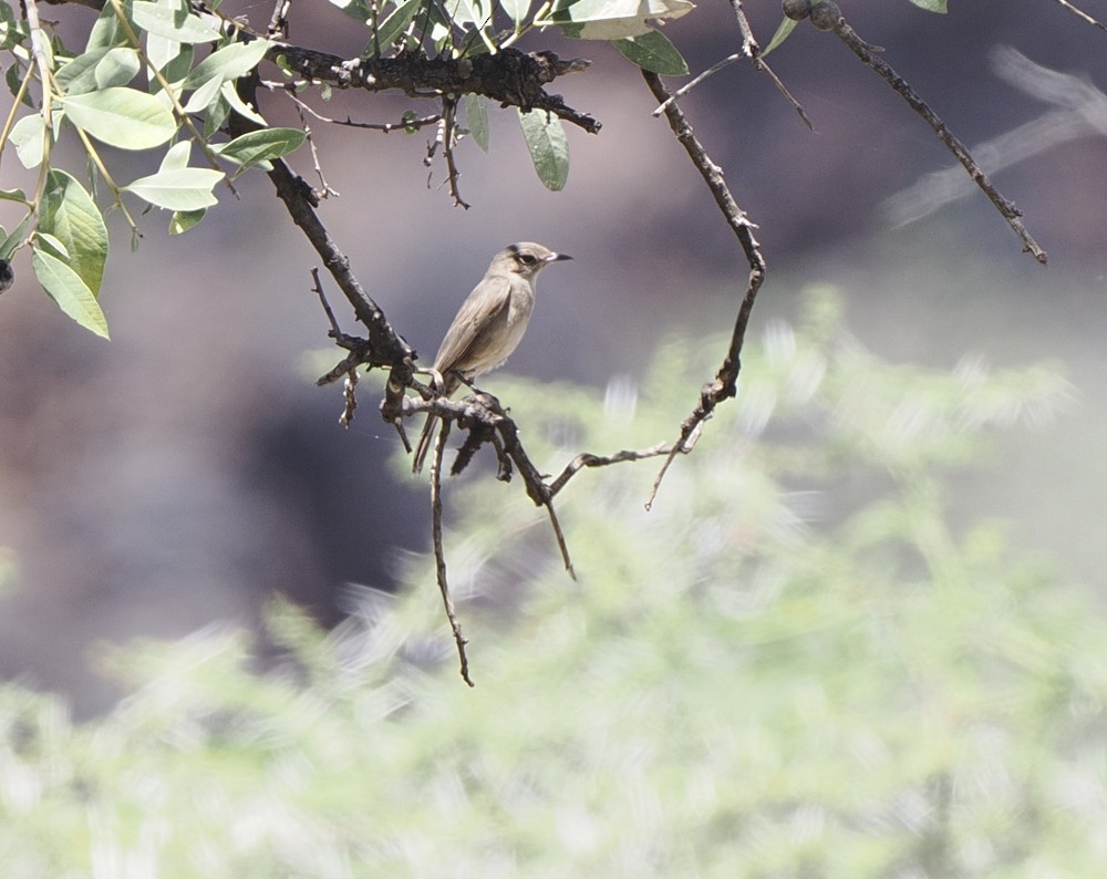 Brown-tailed Chat - ML614970482