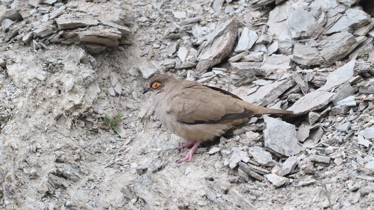 Bare-eyed Ground Dove - ML614970545