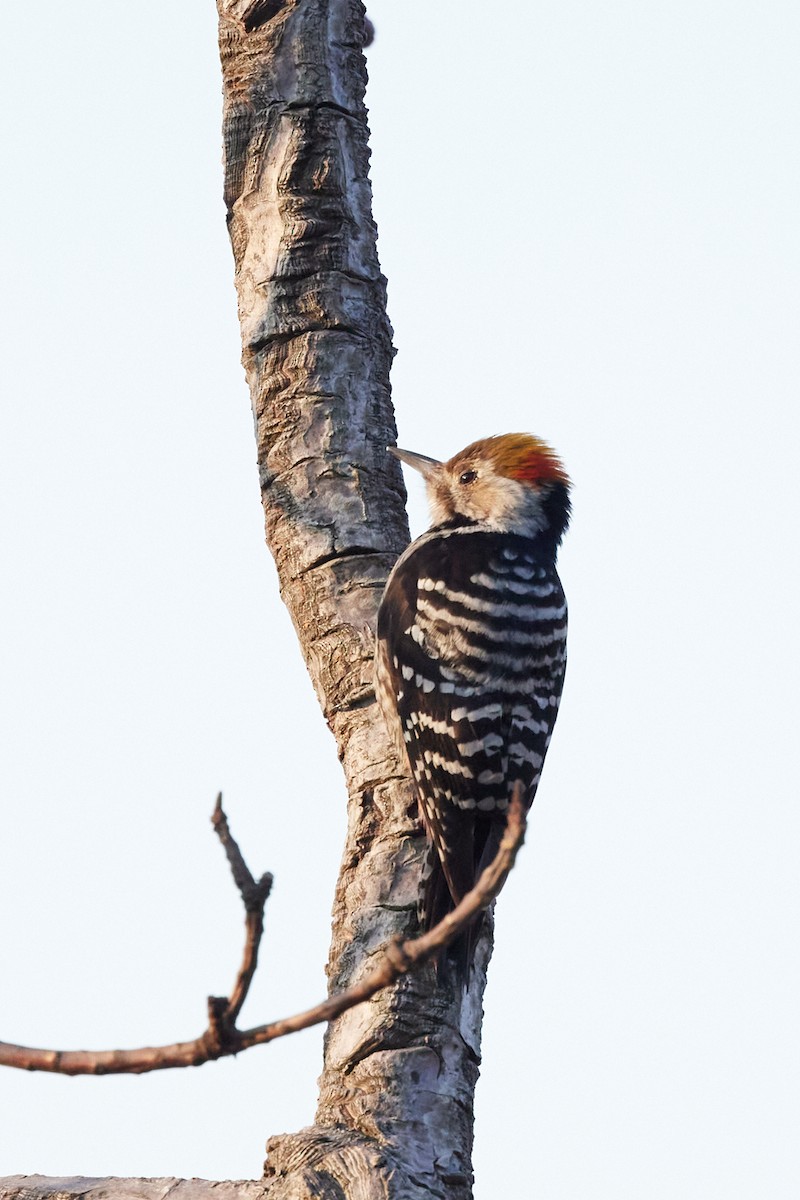 Brown-fronted Woodpecker - ML614970566
