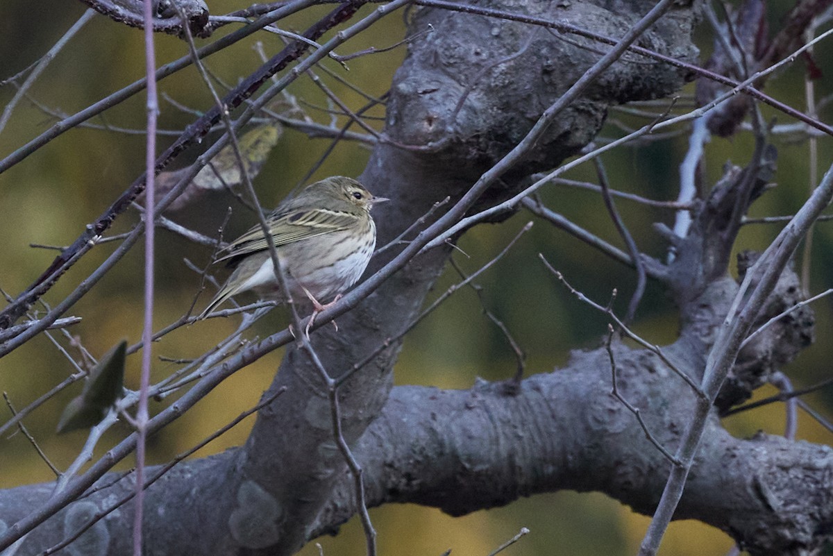 Olive-backed Pipit - ML614970677