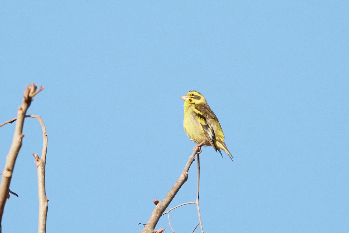 Yellow-breasted Greenfinch - ML614970705