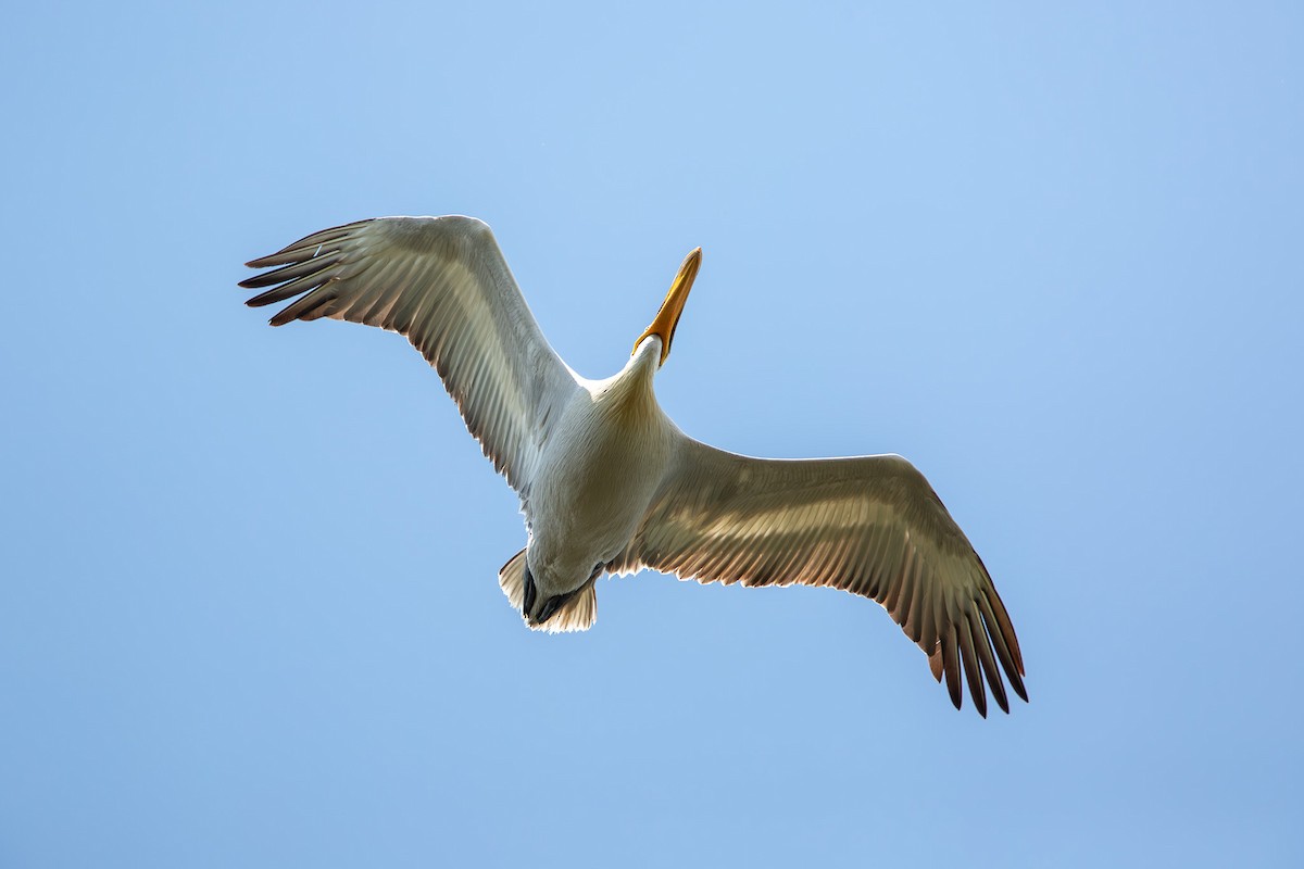 Кудрявый пеликан - ML614971015