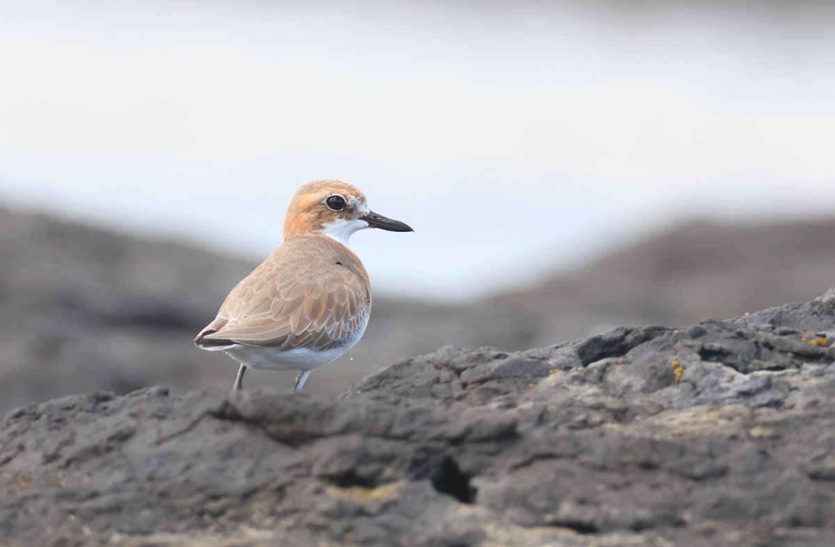 Greater Sand-Plover - Andy Gee