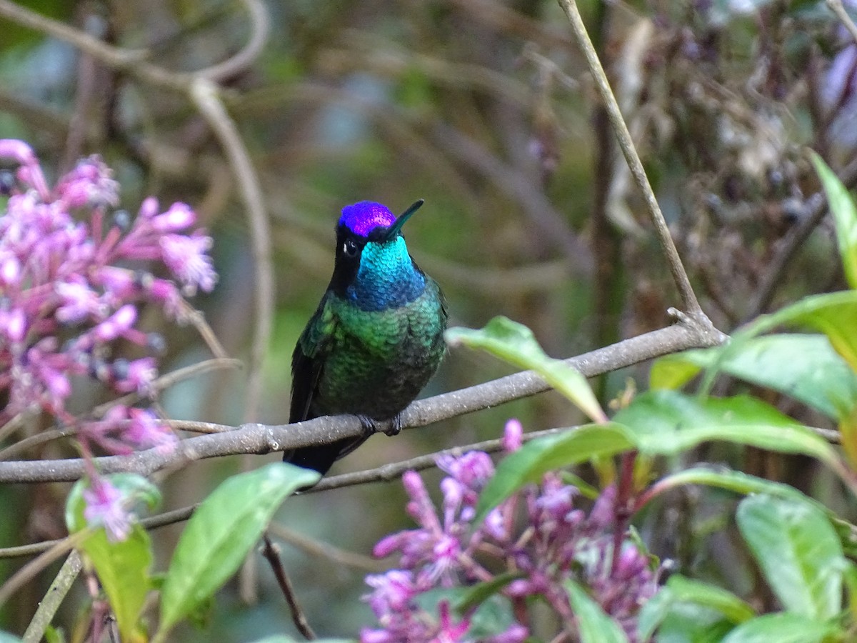 Talamanca Hummingbird - John Maniscalco