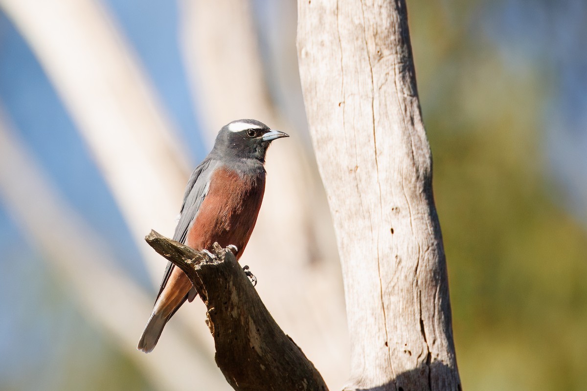 White-browed Woodswallow - ML614971200