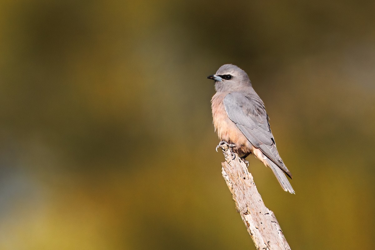 White-browed Woodswallow - ML614971208