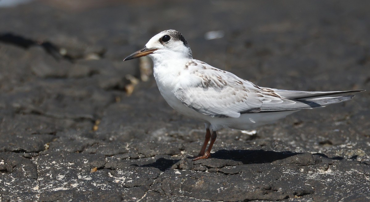 Little Tern - Andy Gee