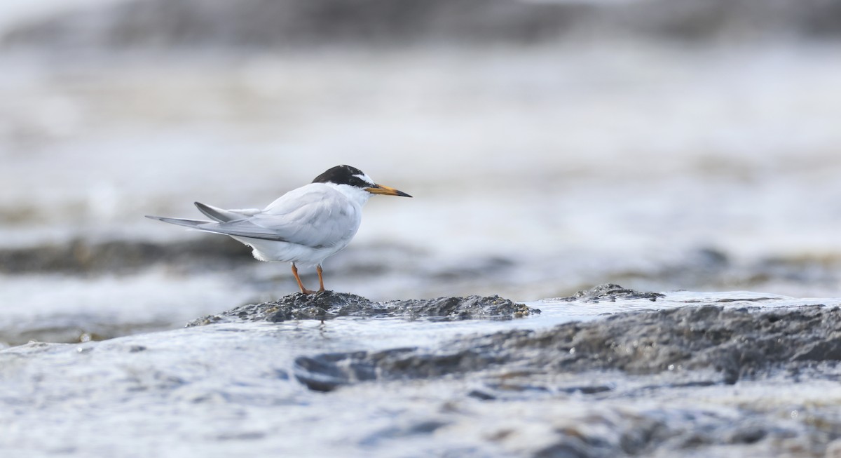 Little Tern - Andy Gee