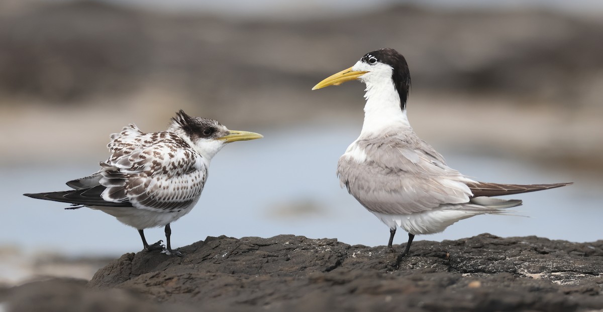 Great Crested Tern - ML614971279