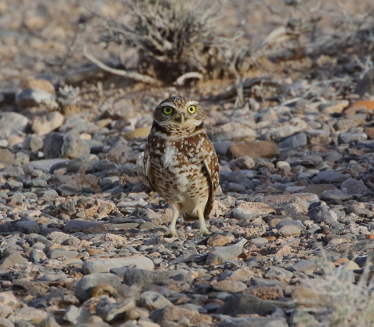 Burrowing Owl - ML614971309