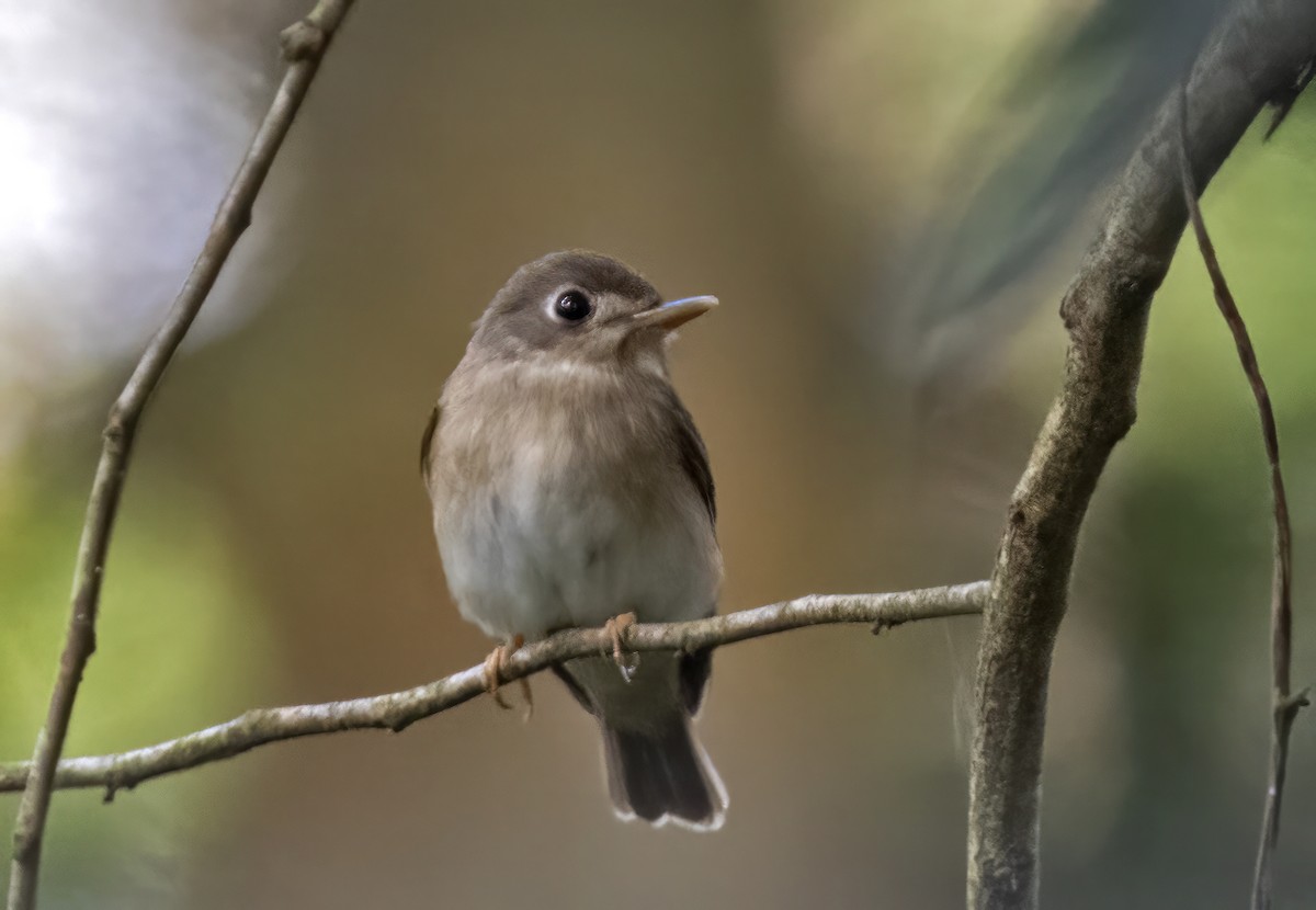 Brown-breasted Flycatcher - ML614971529