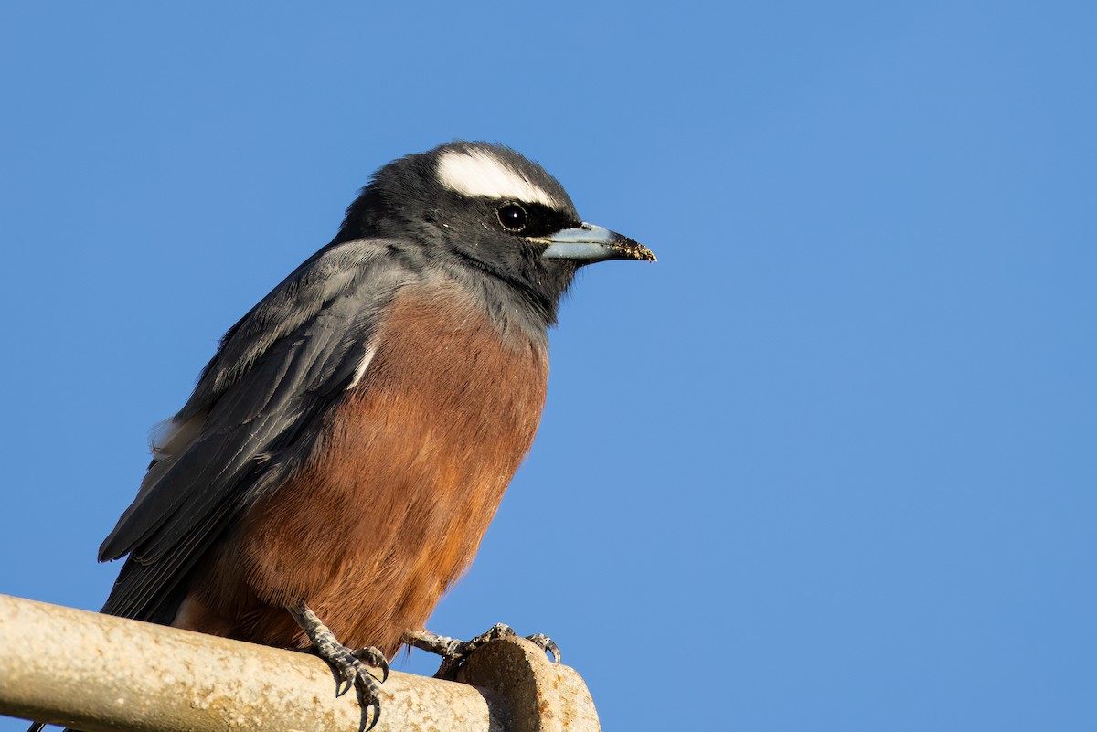 White-browed Woodswallow - ML614971536