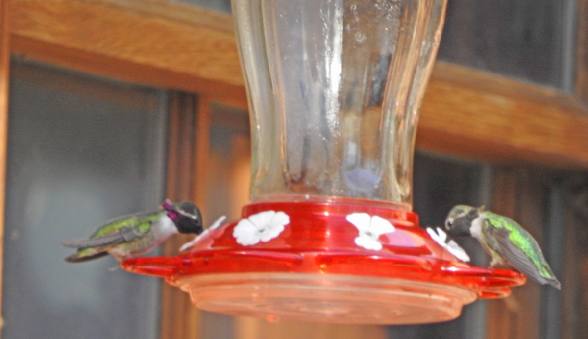 Costa's Hummingbird - ML614971667