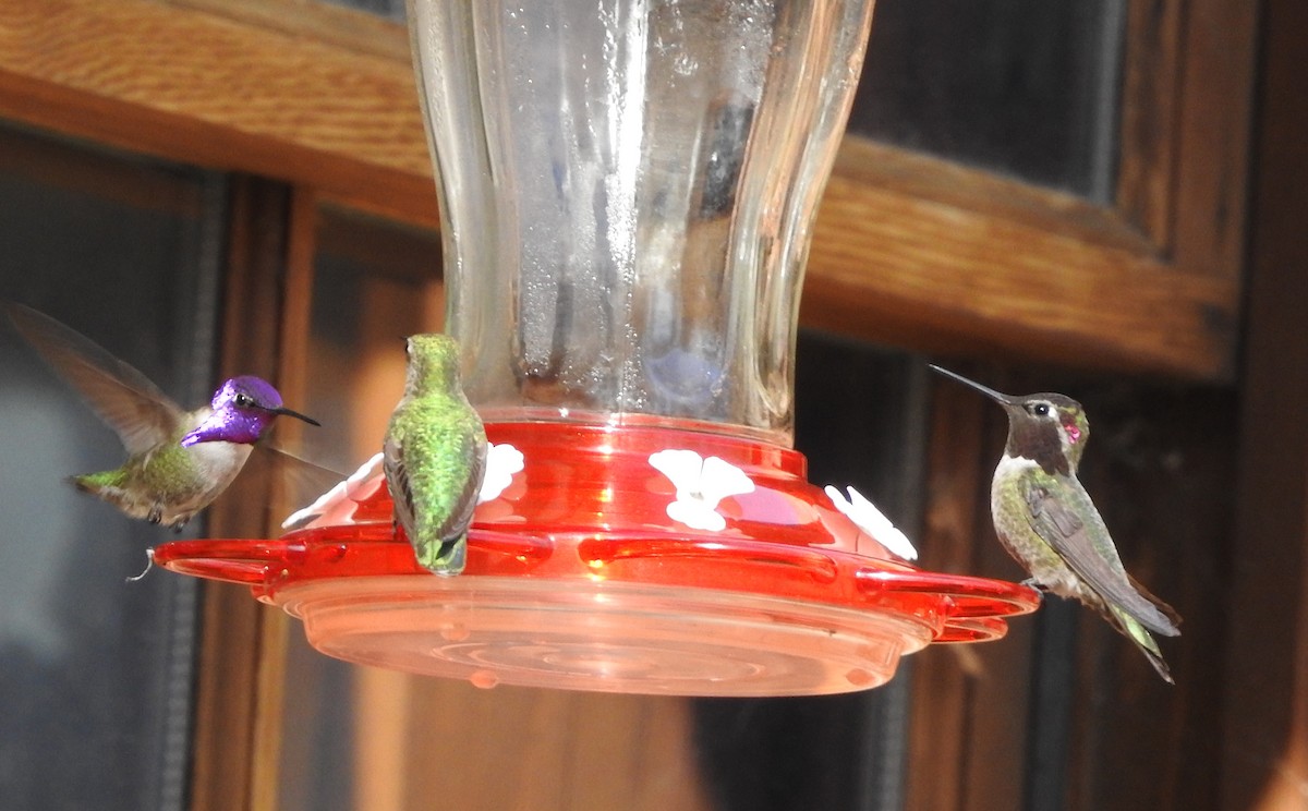Costa's Hummingbird - ML614971670